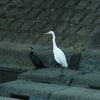 カワウとチュウサギ
