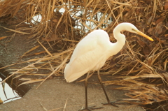 チュウサギ