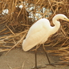 チュウサギ
