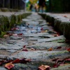 秋の通路