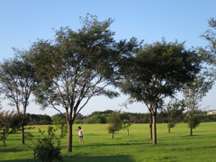 公園