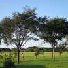 公園