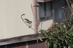 見チュンめ合うふたり