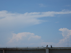 鳩空