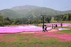 芝桜