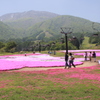 芝桜