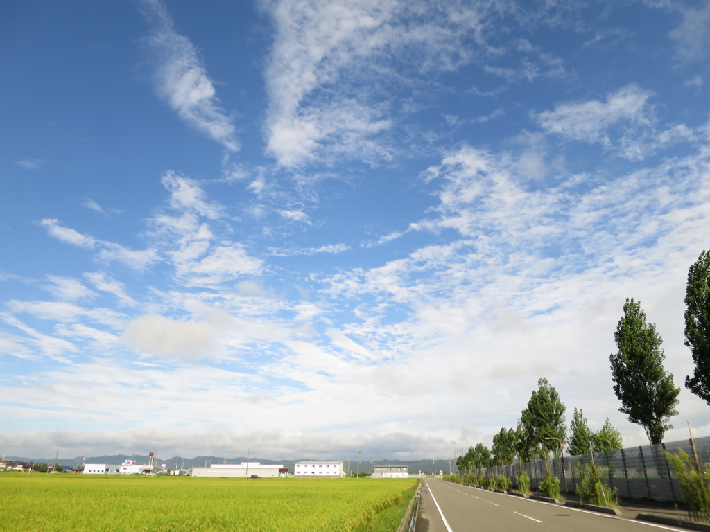 空と田んぼ