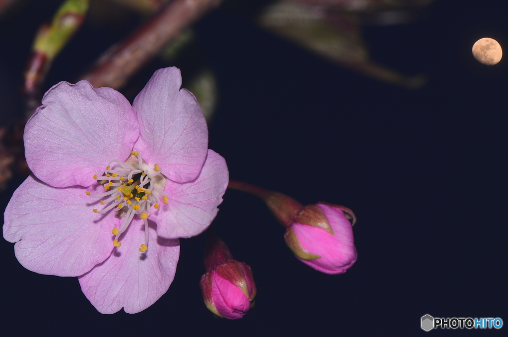 cherryblossom back the moonlight