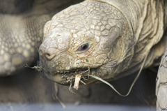 キリリした目つき