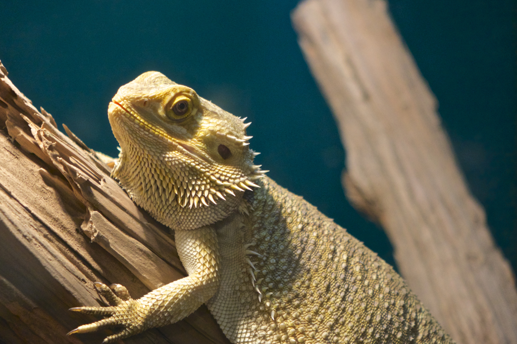 まるで恐竜のような・・・