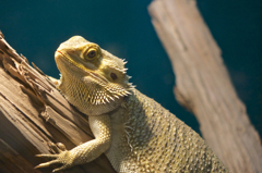 まるで恐竜のような・・・