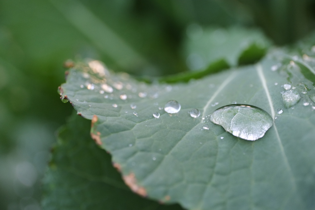 水溜り