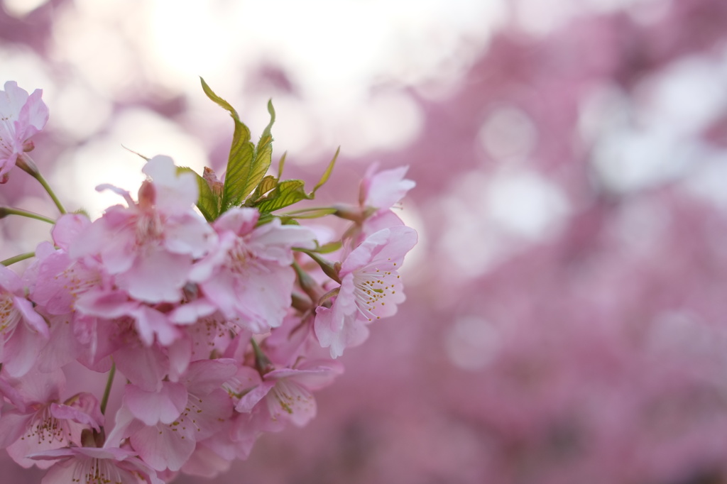 河津桜