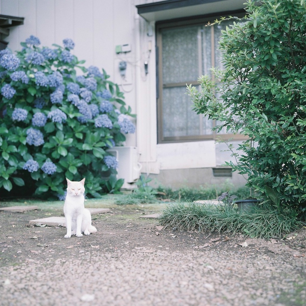 紫陽花と猫 By Lemonsoda Id 写真共有サイト Photohito