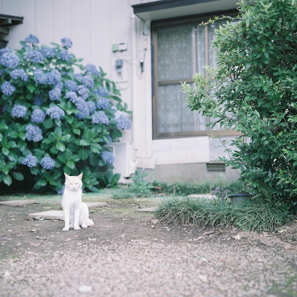 紫陽花と猫