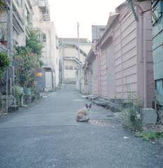 Okinawa cats