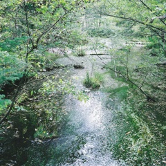 芽吹く川