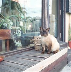 Okinawa cats