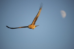 NIkkor 80-400 作例４