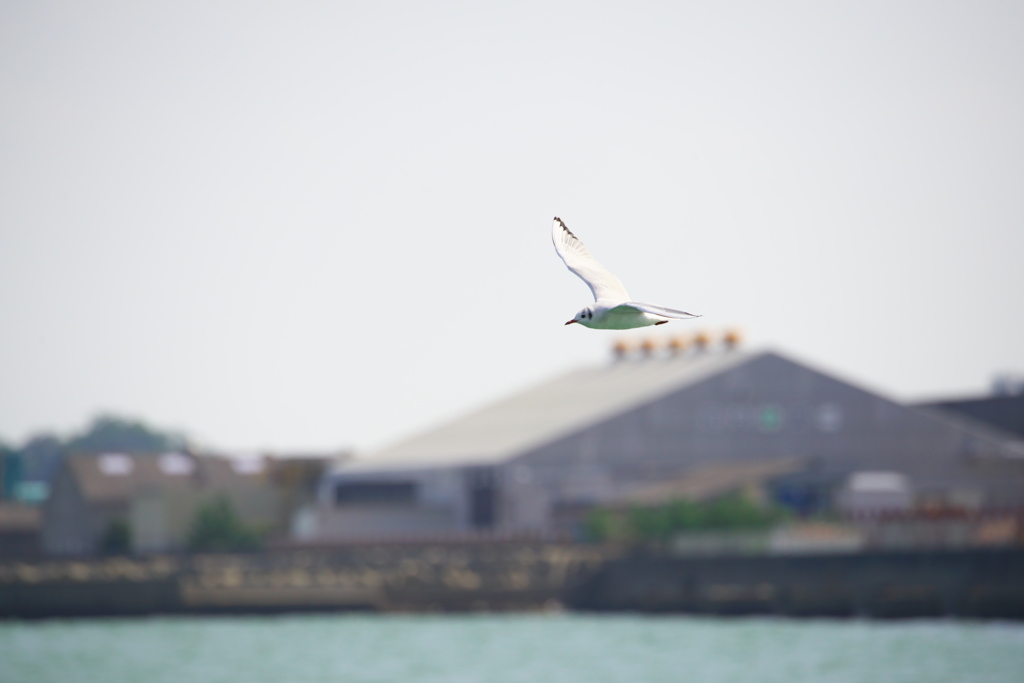 NIkkor 80-400 作例３