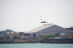 NIkkor 80-400 作例３