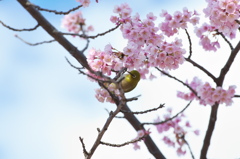桜とメジロ　その４