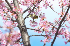 桜とメジロ　その１