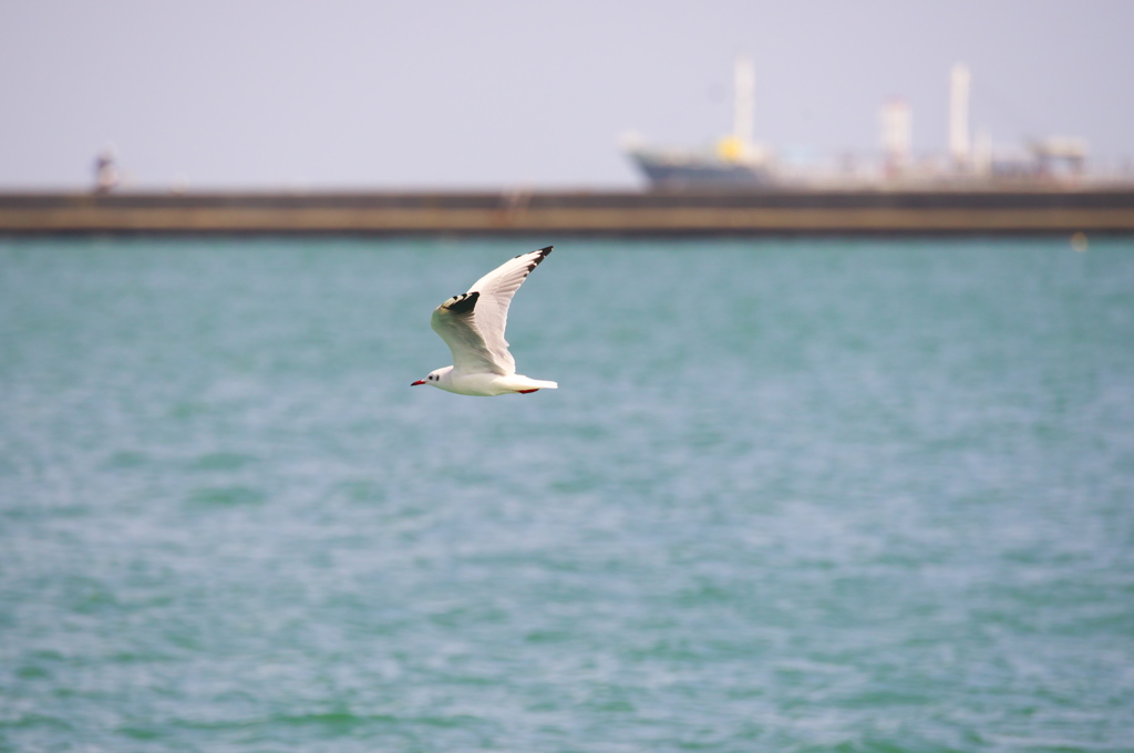 NIkkor 80-400 作例１