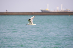 NIkkor 80-400 作例１