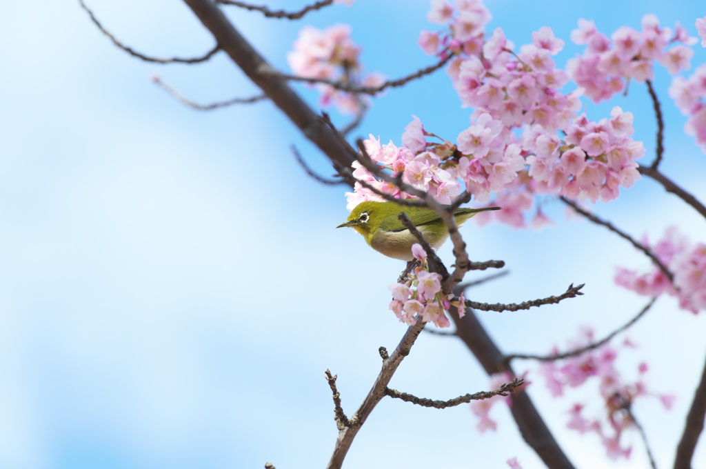 桜とメジロ　その２