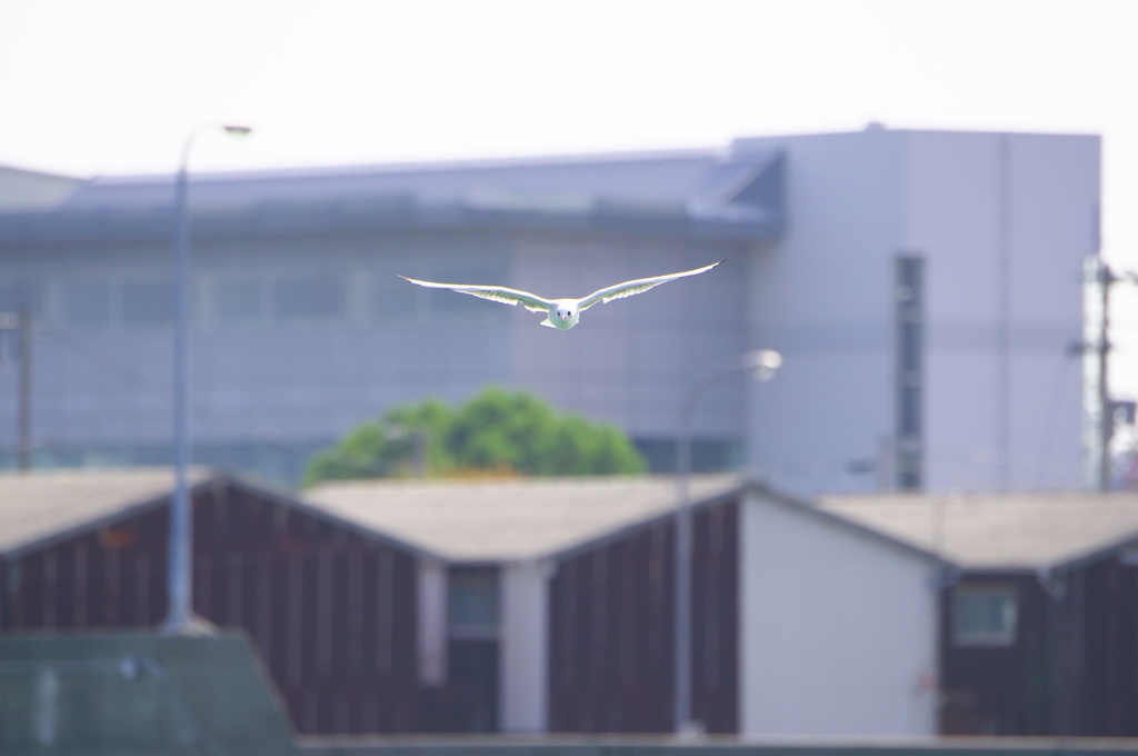 NIkkor 80-400 作例２