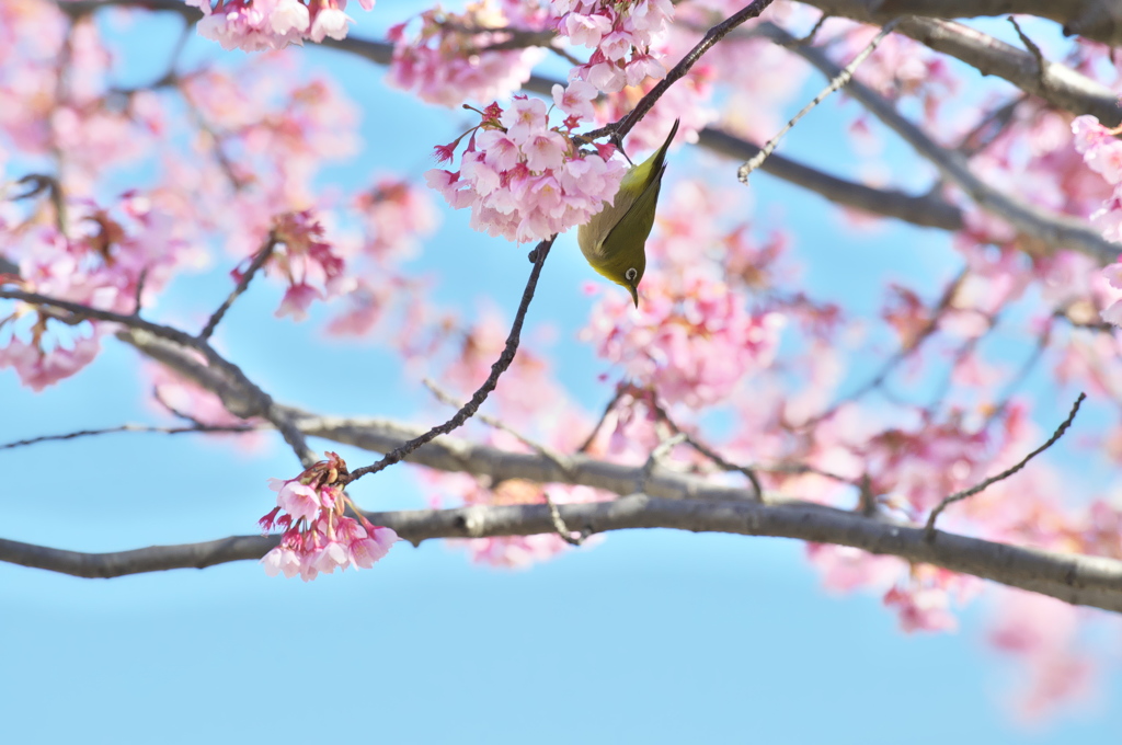 桜とメジロ　その３