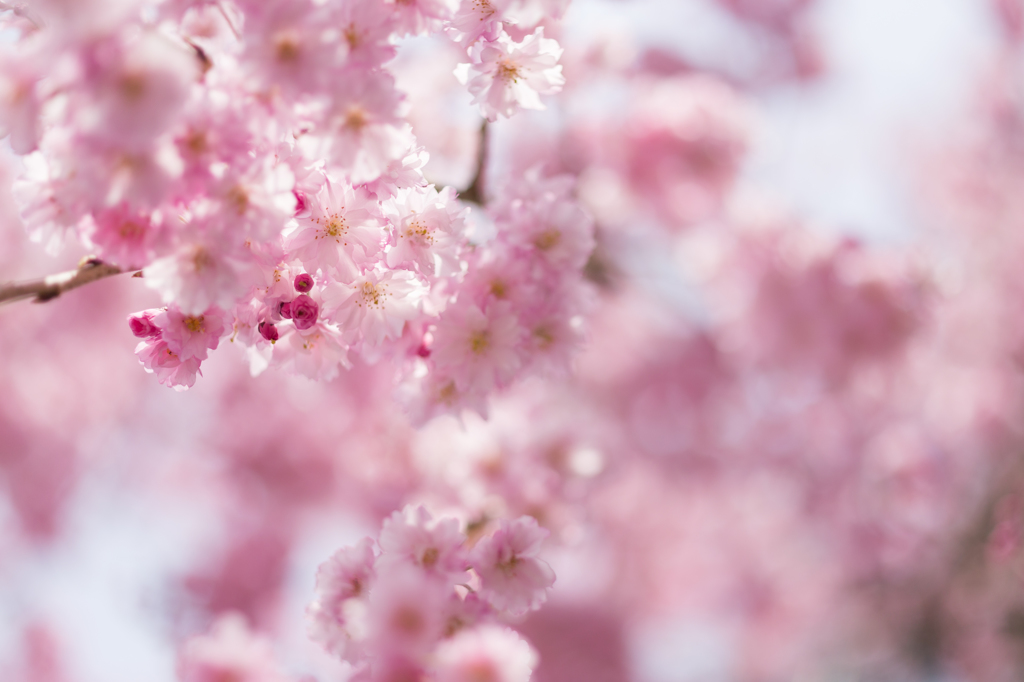 透き通る花
