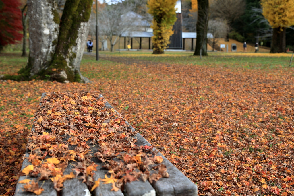 落ち葉とベンチ