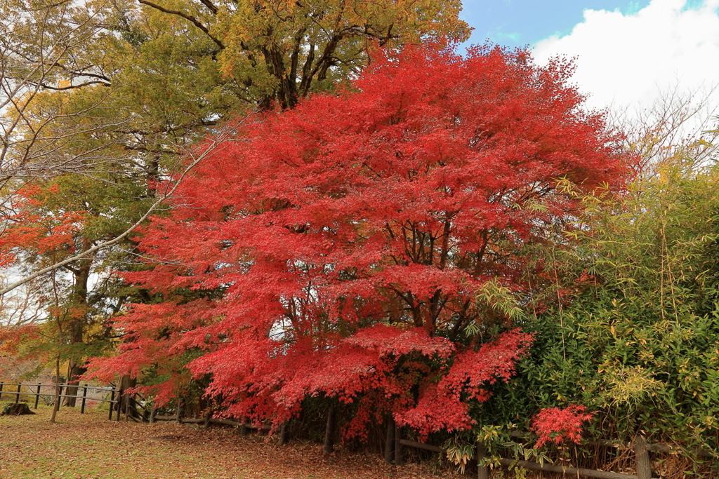 紅葉