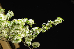 春から夏へ、花から草へ、夜空で。