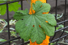 DSCF1218