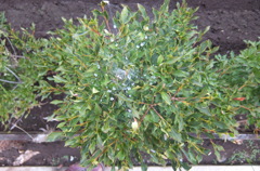 DSCF1230
