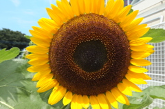 DSCF1147