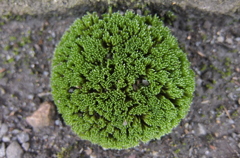 DSCF1140
