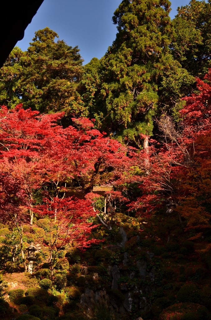 見上げれば