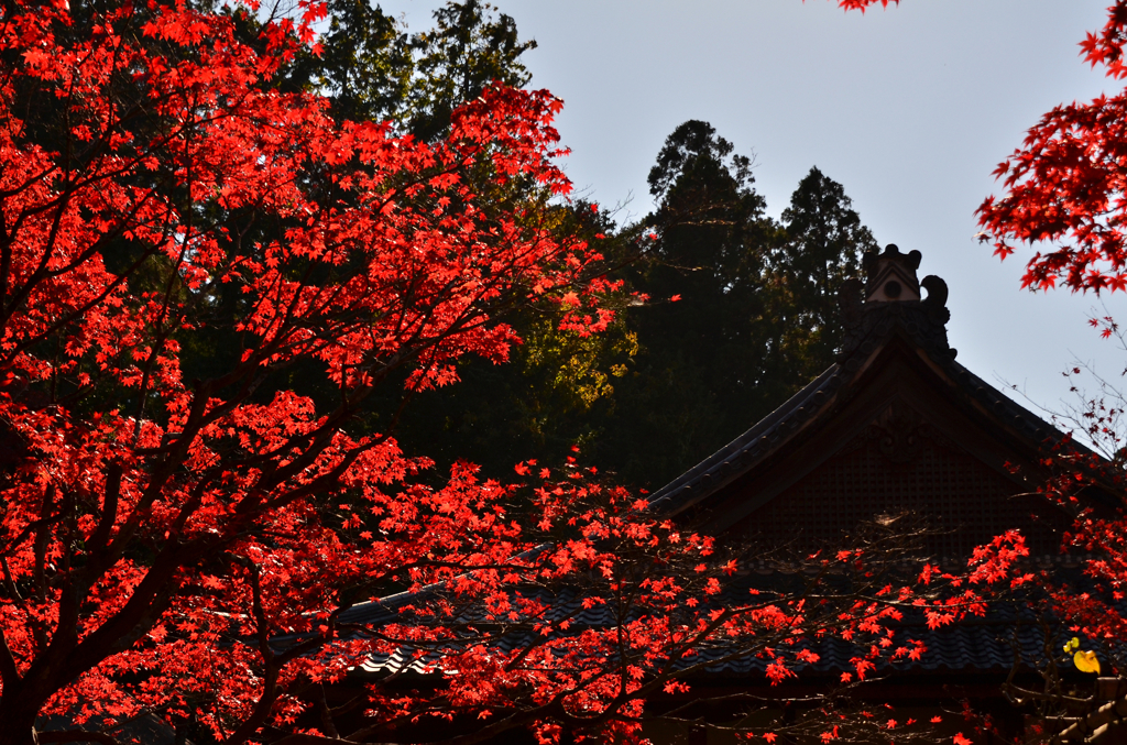 流れる紅