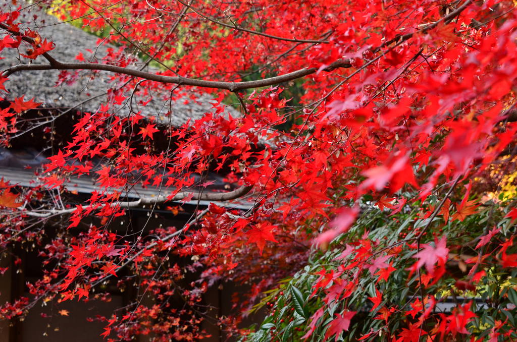 流るる紅