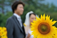 ひまわりと新郎新婦