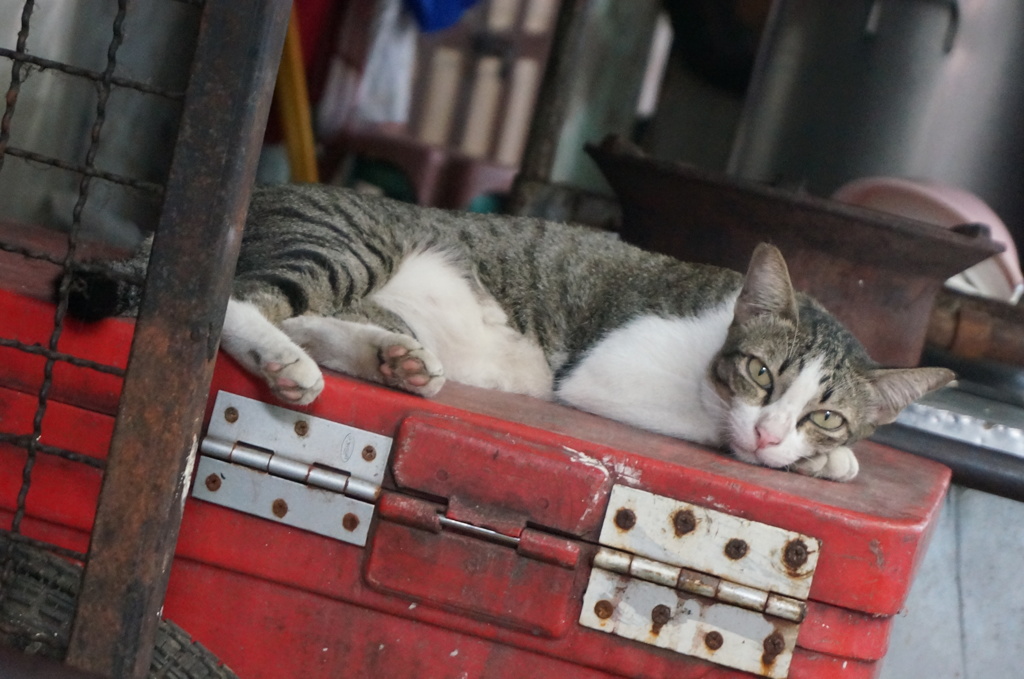 猫