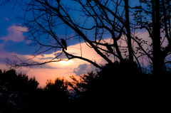 silhouette