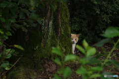 もののけさん