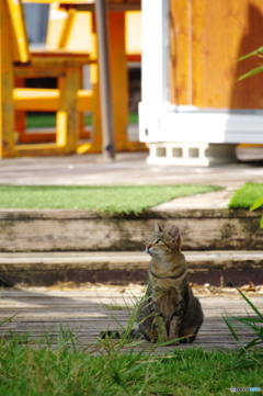 瀬長島猫