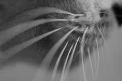 whisker pad