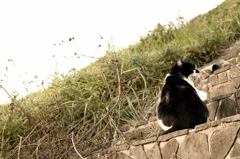 河川敷の野良猫たち、